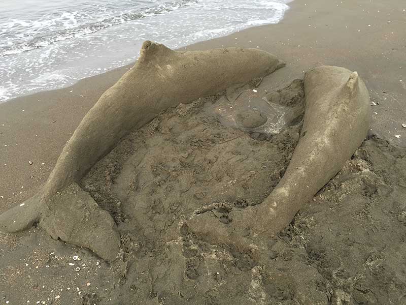 別の砂イルカ