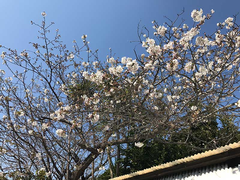 桜咲く春