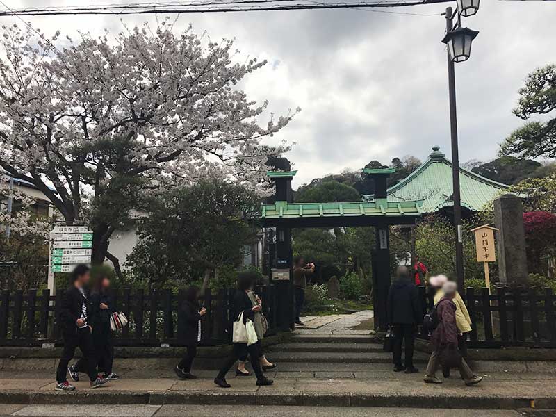 収玄寺の山門前の桜