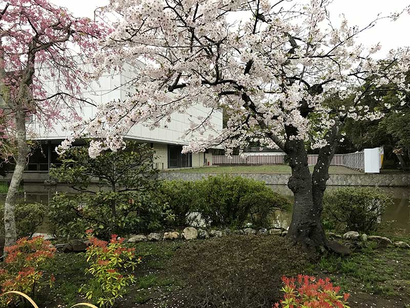 桜は一部満開