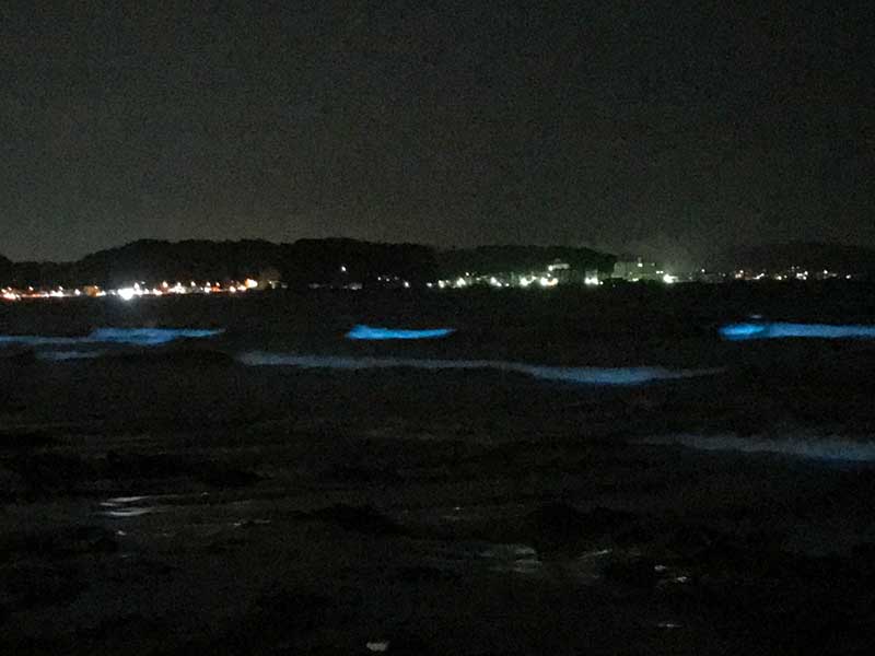 浜辺付近まで迫る夜光虫の青い光