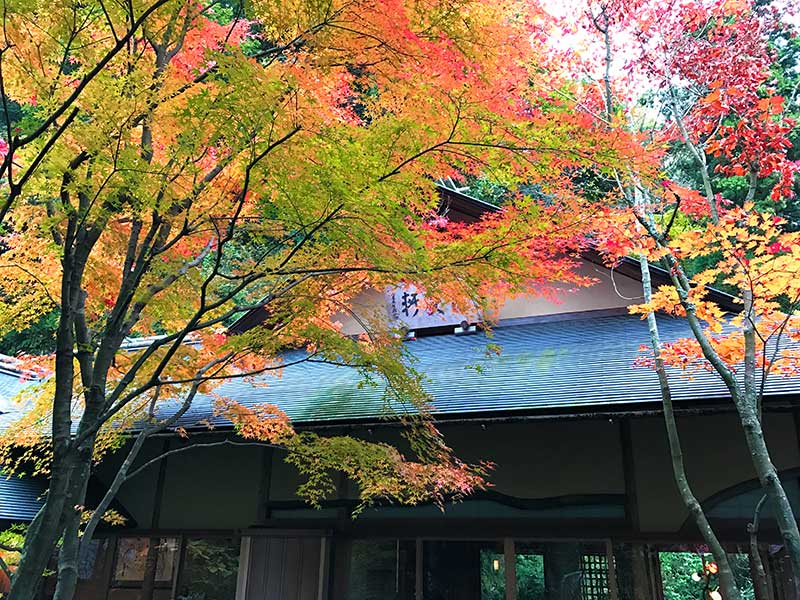 【北鎌倉のおすすめ紅葉名所】開始時期は？「明月院」がうっすら色付いて来ました