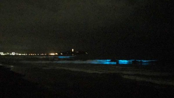【夜光虫再び！】10月2日湘南辻堂海岸に夜光虫が大量出現！見逃した人は次はいつ見られるの？