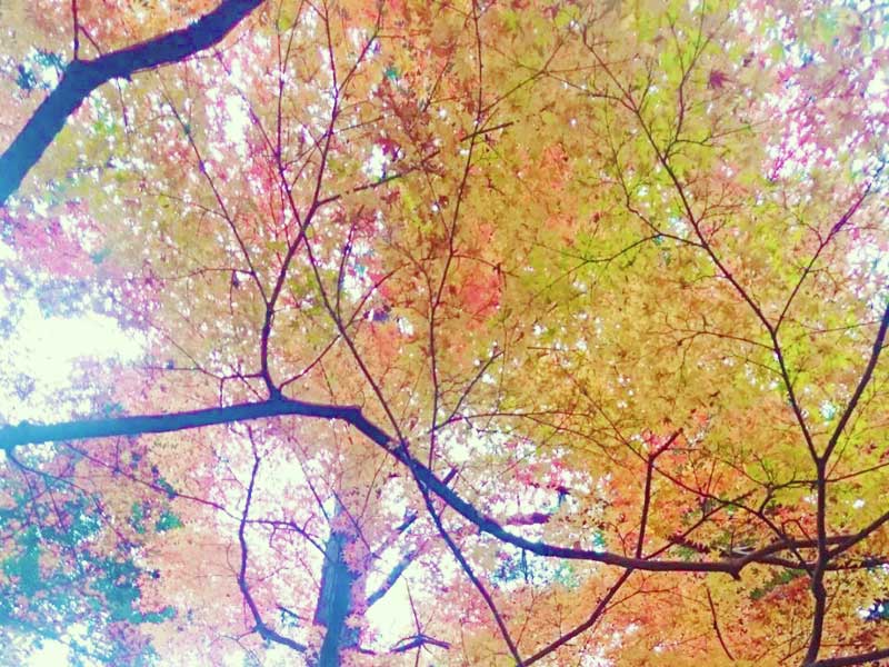 空を見上げると満開の紅葉