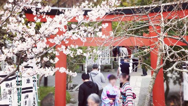 【2018鎌倉さくら情報】3月末〜4月上旬の開花状況レポ！今週末が満開でおすすめ！