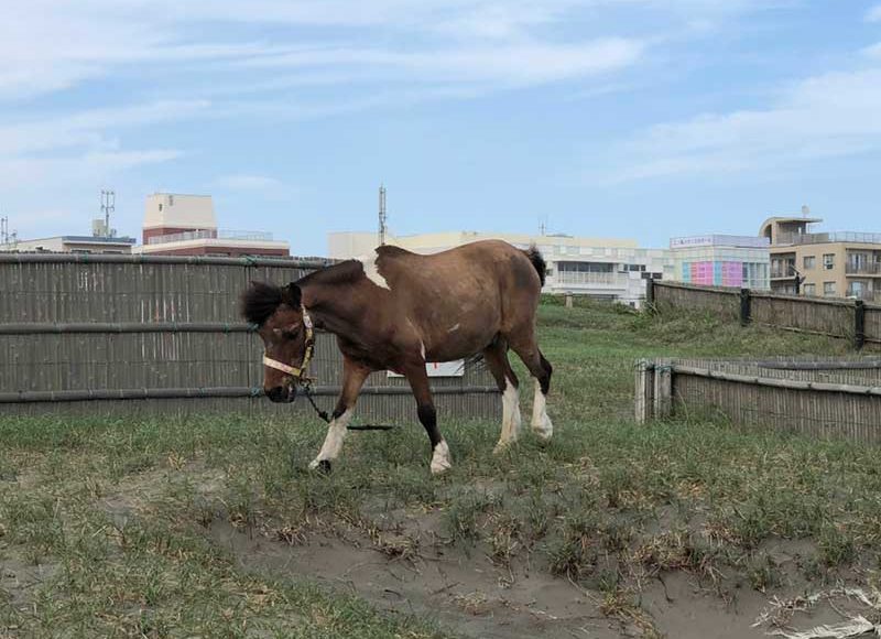 【2018鵠沼海岸海開きいつ？】海の家の人気者！馬のブッチーが今年もやってきた！