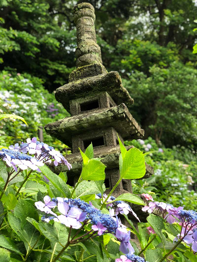 石塔と紫陽花