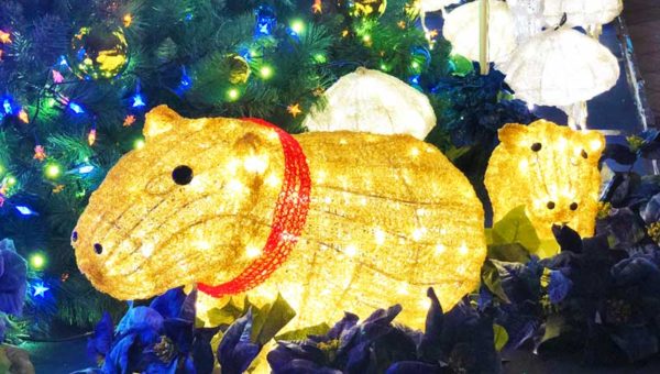 【新江ノ島水族館アクアツリー2018冬】カピバラ・カワウソがライトアップ！閉館後のデート&写真スポットをお見逃しなく！