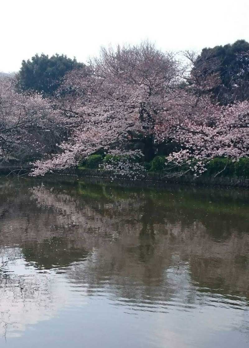 八幡宮の源氏池の桜