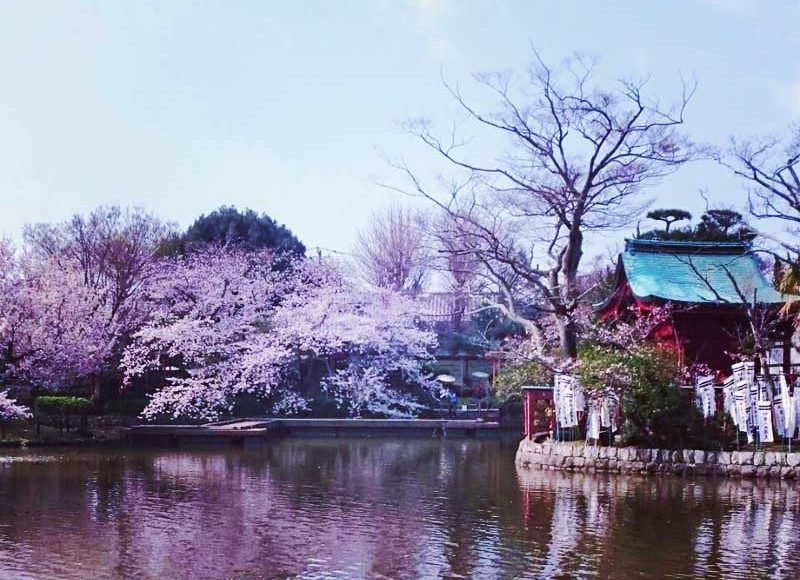【鎌倉桜開花状況3月末～4月上旬】鶴岡八幡宮前の段葛以外はほぼ満開で見頃！花見するならお早めに！
