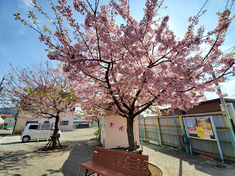 松田駅トイレ前の桜も満開