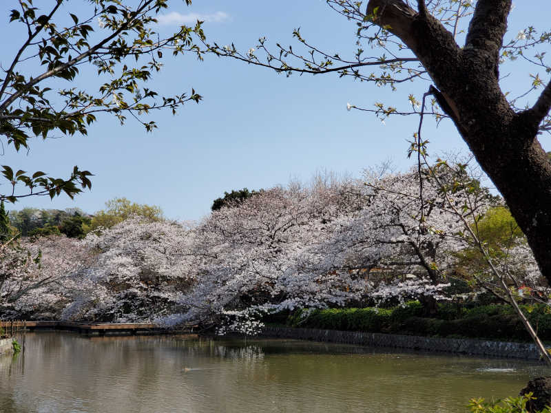 桜の名所の源氏池
